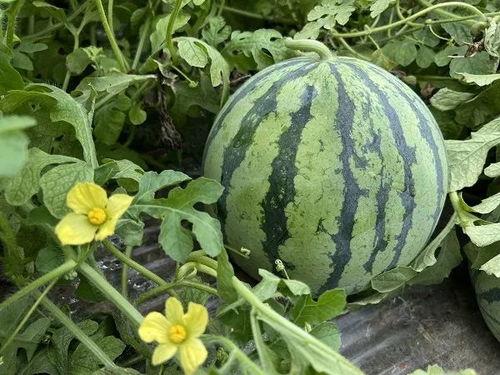 吃瓜新闻今日吃瓜