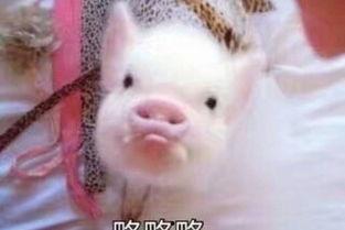 娱乐吃瓜酱肥猪猪,肥猪猪的趣味人生揭秘  第3张