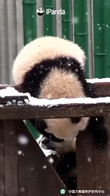 娱乐吃瓜熊,揭秘娱乐圈那些不为人知的幕后故事 第2张 娱乐吃瓜熊,揭秘娱乐圈那些不为人知的幕后故事 第2张